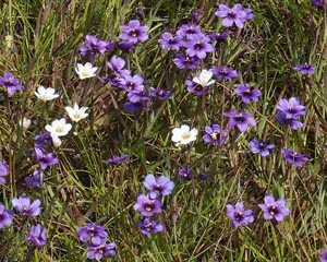 Blue-eyed grass in coastal prarie