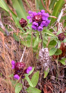 Two pink flowers in grass