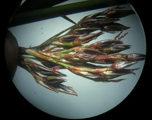 juncus tip under a microscope