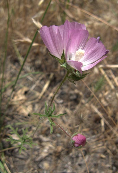 sidalcea-diploscypha-fringed400