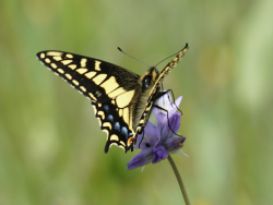 anise swallowtail