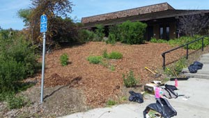Weeded and mulched hillside: the workday after shot at Native Hill - by Tom Lee Mulched hillside: the workday after shot at Native Hill by Tom Lee