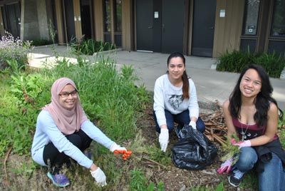 Weeding teamwork - Native Hill workday by Tom Lee weeding teamwork lee