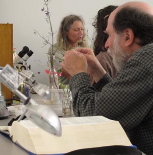 Plant keying for April 2012 wildflower show.  Photo by Carol Mattsson