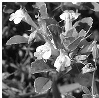 San Mateo thornmint San Mateo thornmint