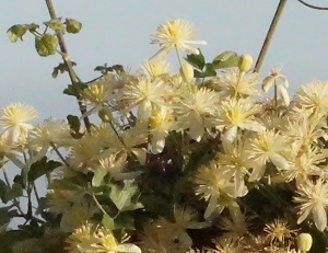 Clematis lasianta (Chaparral clematis)
