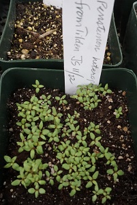 Seedlings