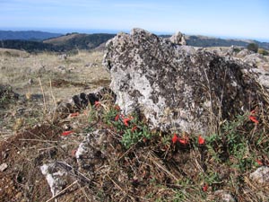 black mt epilobum