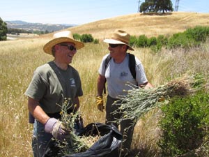 coyote-ridge-weed-removal-by-david-tharp