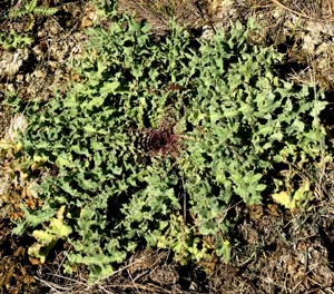 fountain-thistle-serpentine-seep-DWcrop