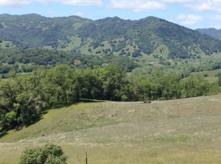 Green forest (nonserpentine) adjacent to grassy field (serpentine)